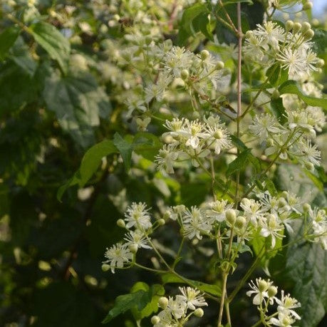 Virgin's Bower (Clematis virginiana)