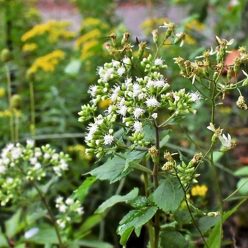 White Snakeroot (Ageratina altissima)