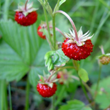 Strawberry: Wild (Fragaria virginiana)