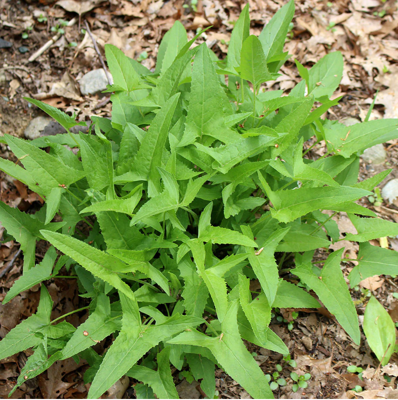 Lettuce: Wild (Lactuca canadensis)