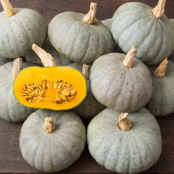 Kabocha: Wintersweet - NEW!