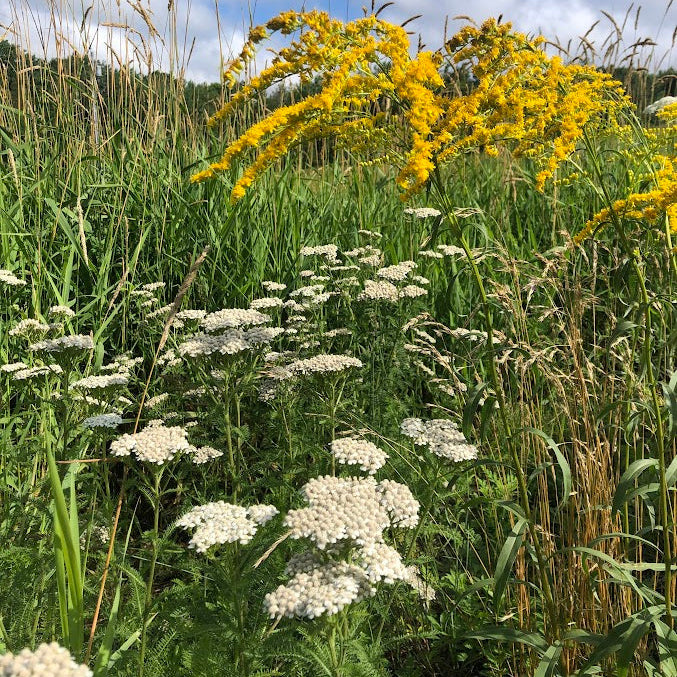 Wildflowers including yellow and white species in a field with a blue sky.