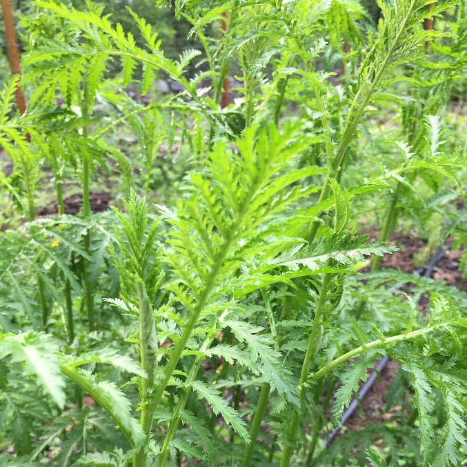 Yarrow: Common (Achillea millefolium)