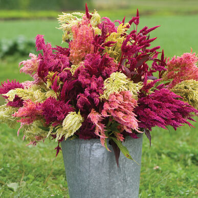 Celosia: Pampas Plume