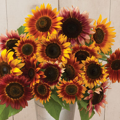 Sunflower: Autumn Beauty Mix
