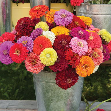 Zinnia: Benary's Giant Mix