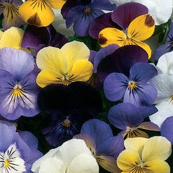 Edible Flower Variety 4-pack