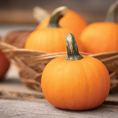 Pumpkin: Wee-B-Little