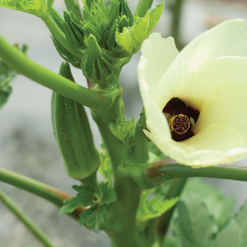 Okra: Clemson Spineless