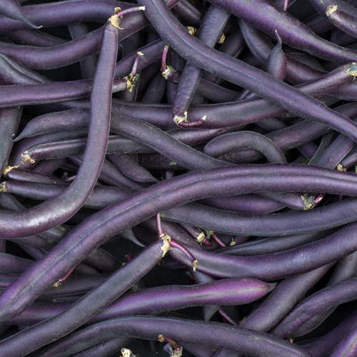 Bush Bean Variety 4-pack