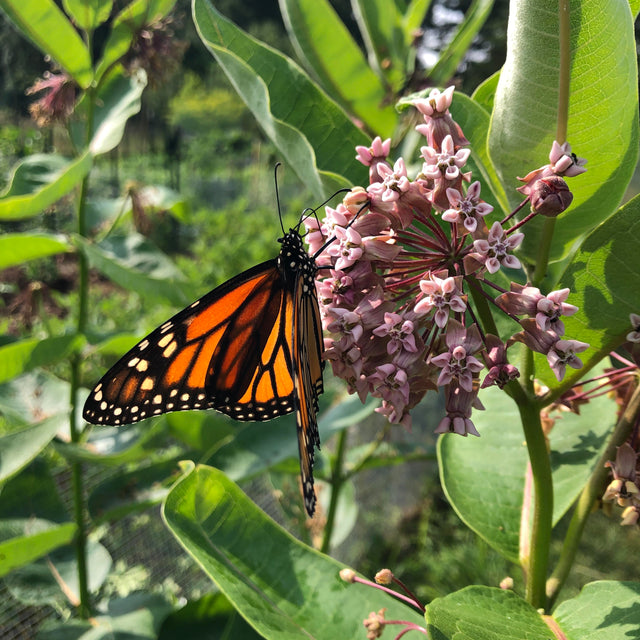 Milkweed: Common (Asclepias syriaca)