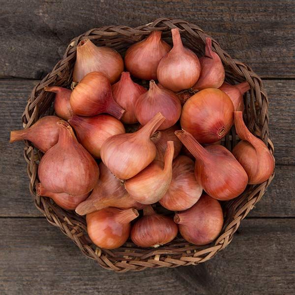 Shallot: Matador