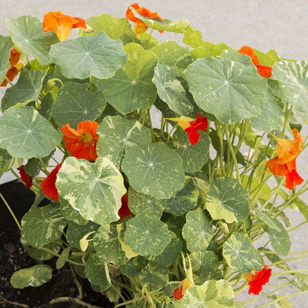 Edible Flower Variety 4-pack