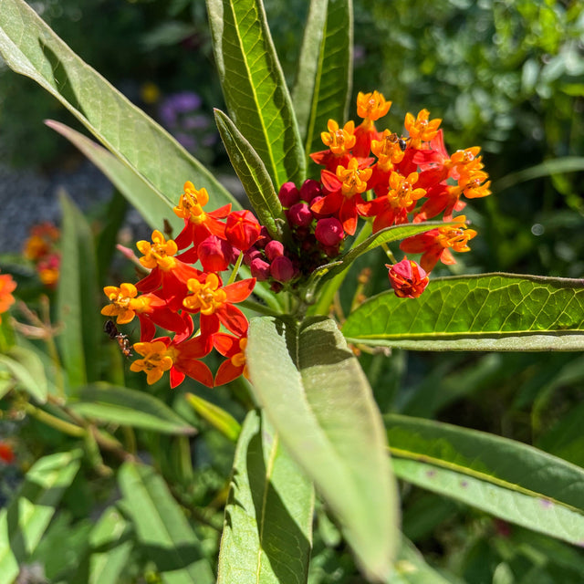 Milkweed: Apollo Orange