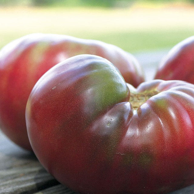 Rainbow Heirloom Slicer Tomato Variety 4-pack