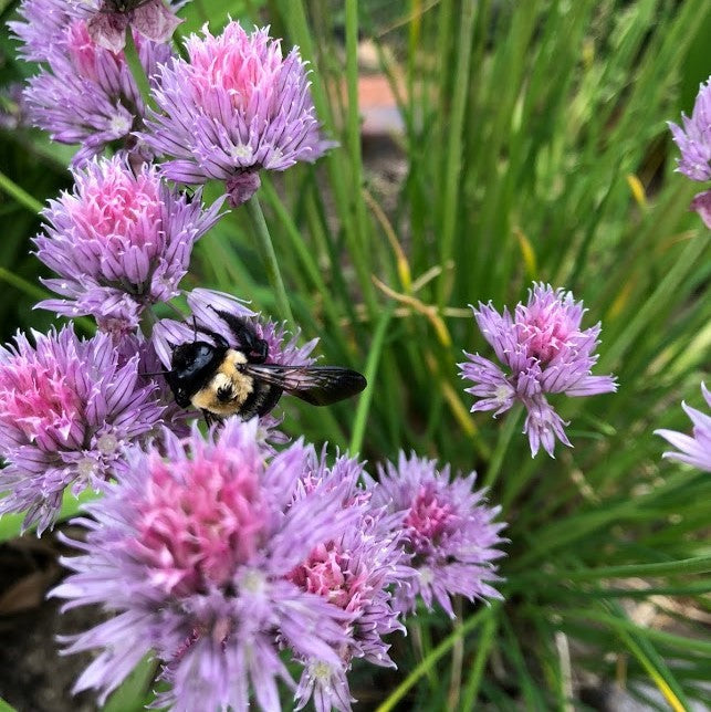 Chives