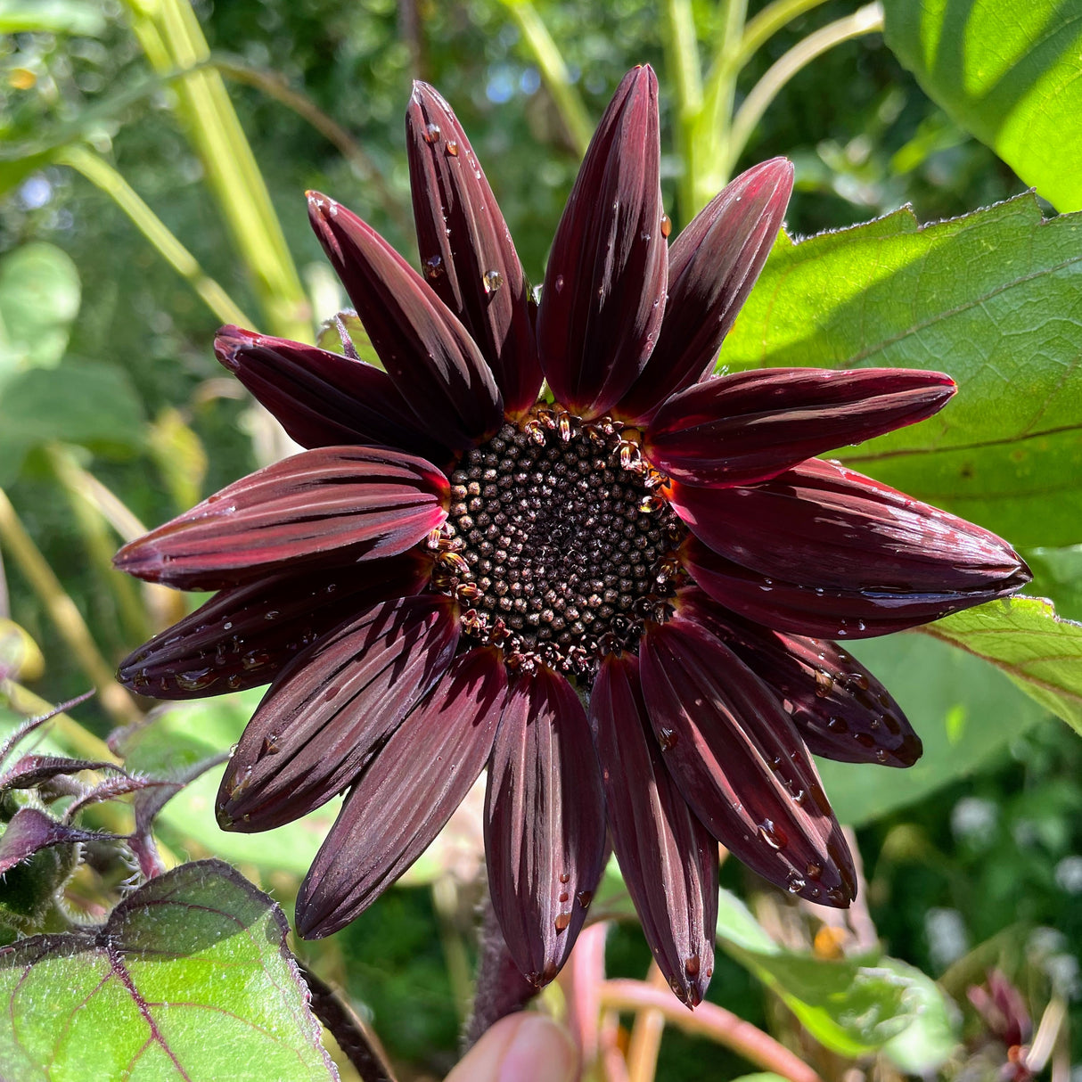 Sunflower: Chocolate Cherry