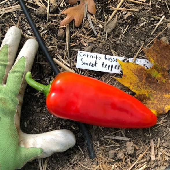Sweet Pepper: Cornito Rosso