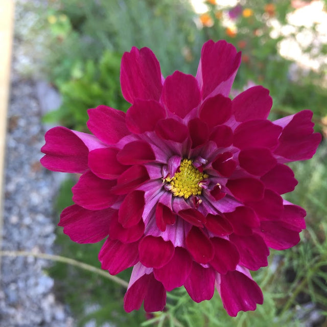 Cosmos: Cranberries Double Click