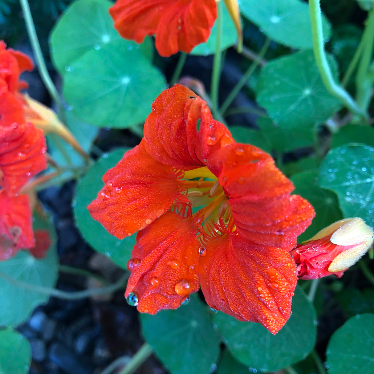 Nasturtium: Empress of India