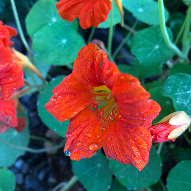 Nasturtium: Empress of India