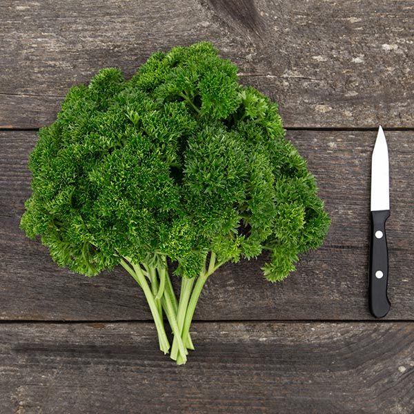 Parsley: Curly: Grune Perle