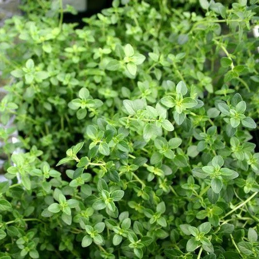 Thyme: Lemon