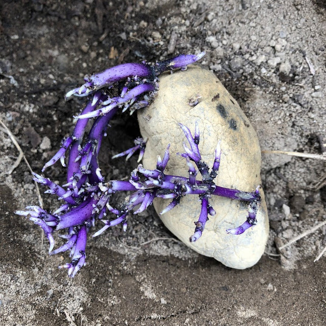 Potato: Magic Molly - 1 lb