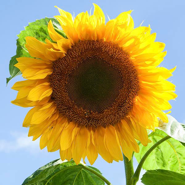 Sunflower: Mammoth Grey Stripe