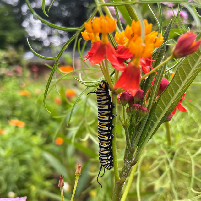 Milkweed: Apollo Orange