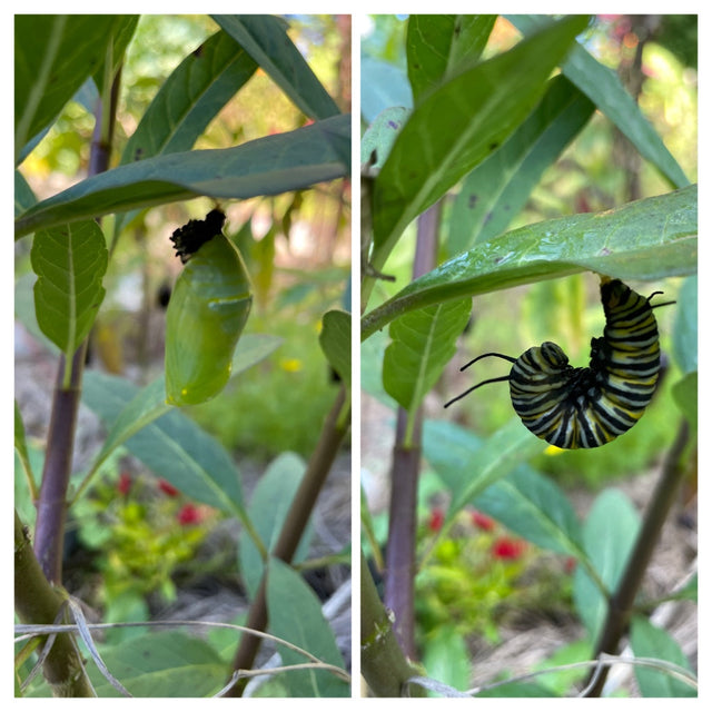 Milkweed: Common (Asclepias syriaca)