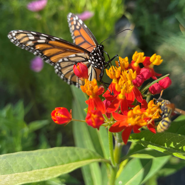 Milkweed: Apollo Orange