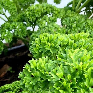 Parsley: Curly: Grune Perle