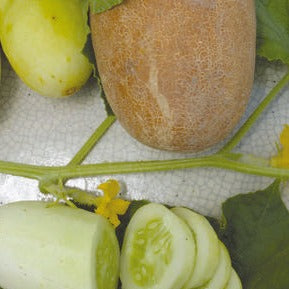 Cucumber: Poona Kheera