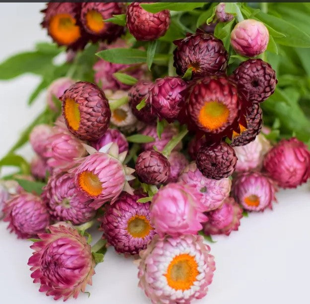 Strawflower Variety 4-pack