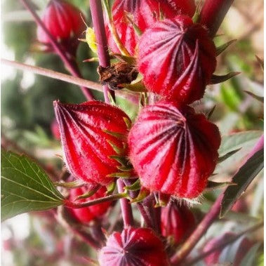 Gongura: Red Stemmed