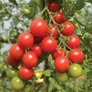 Tomato: Sakura Cherry
