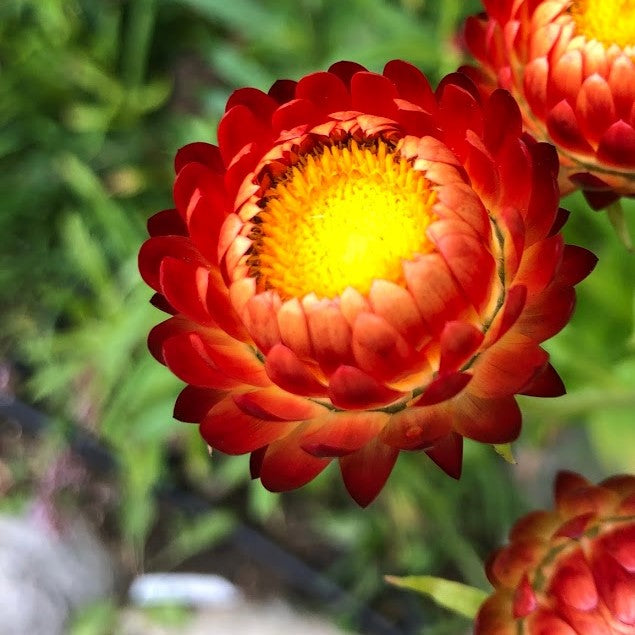 Strawflower: Copper Red
