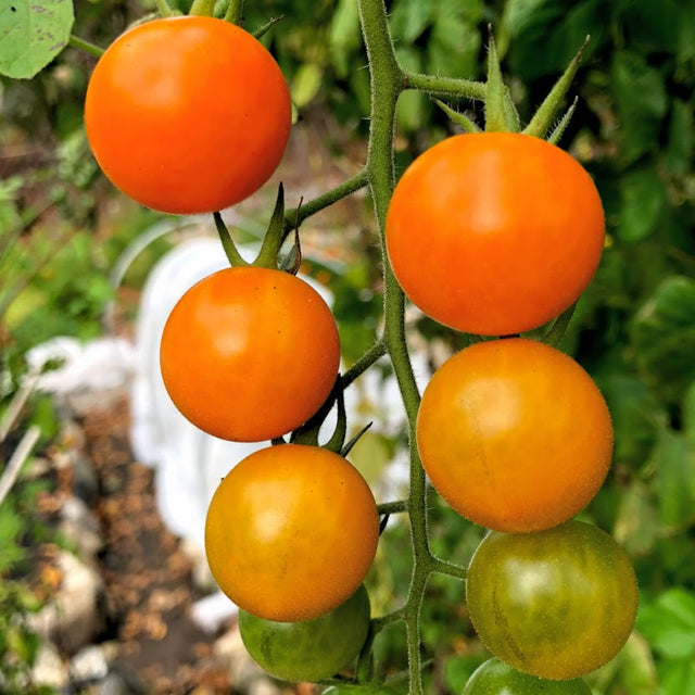 Tomato: Sungold Cherry