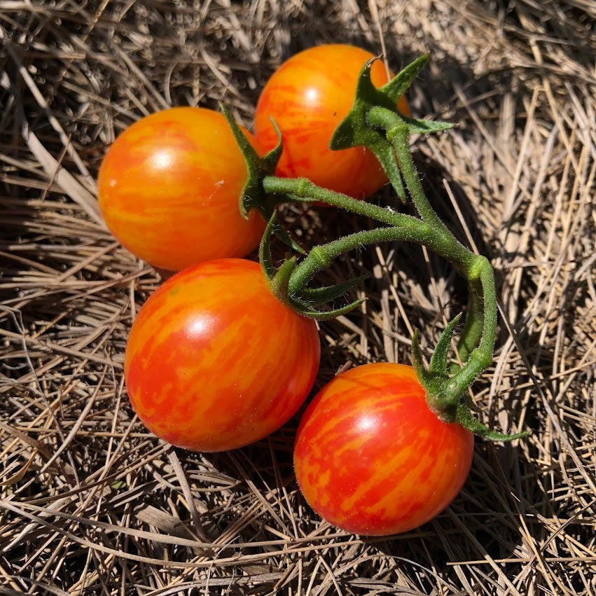 Tomato: Sunrise Bumblebee Cherry