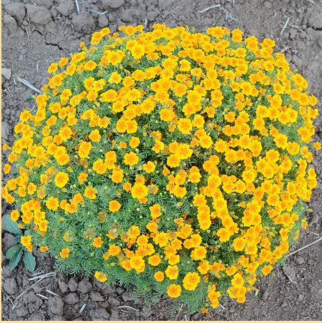 Marigold: Tangerine Gem