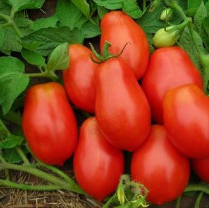 Tomato: Roma Paste
