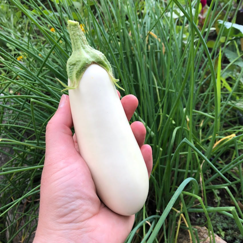 Eggplant: Aretussa