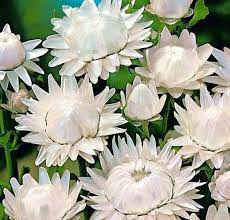 Strawflower: Vintage White