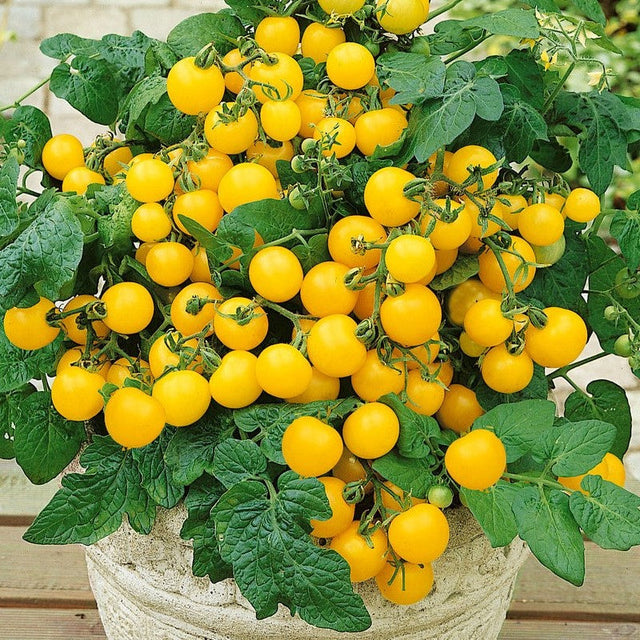 Tomato: Patio Choice Yellow Hybrid Dwarf Cherry