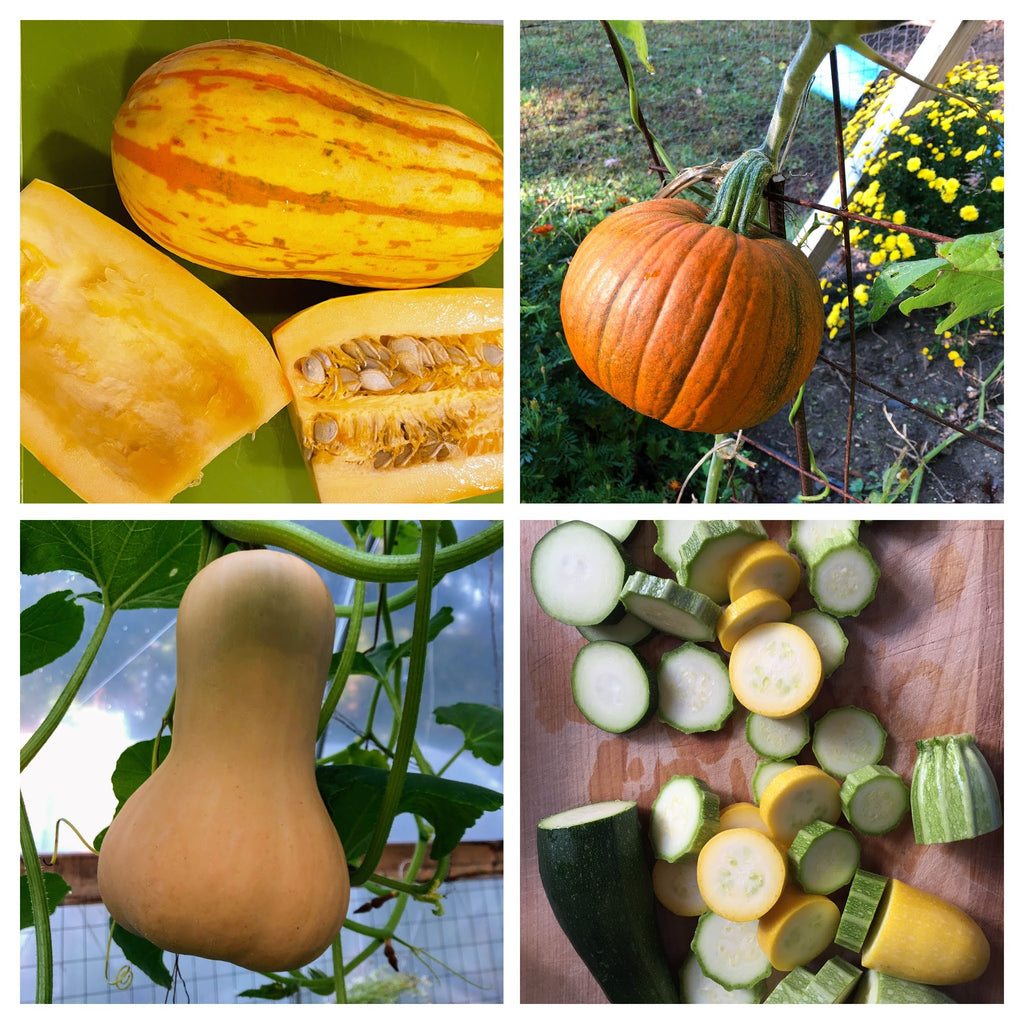 Squash, Melon, Cucumber, Gourd: Organic Seedlings