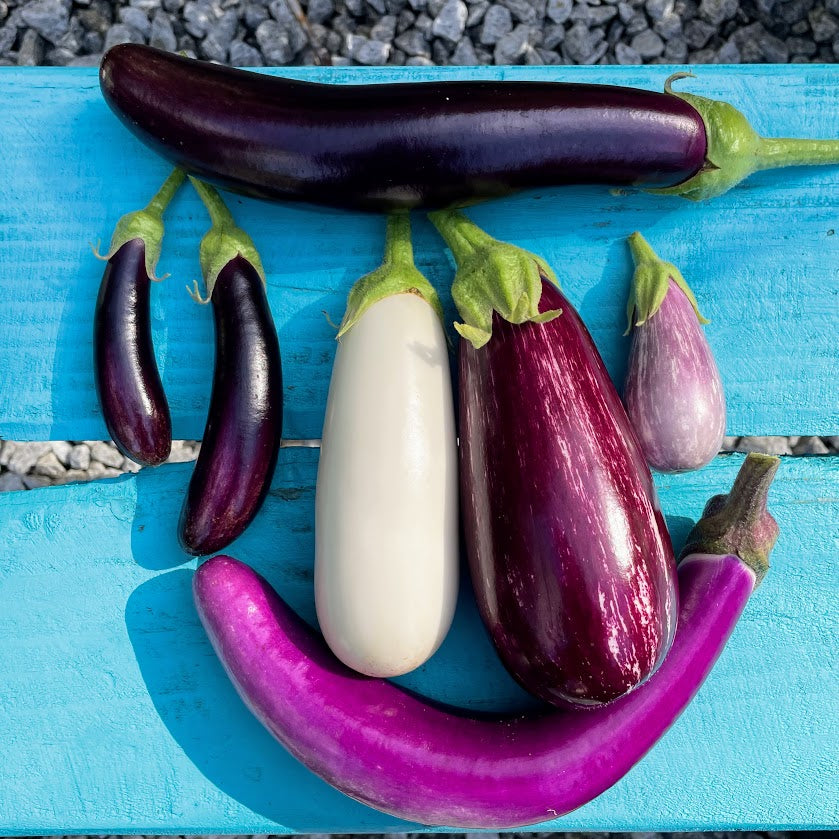 Eggplant, Tomatillo, and Ground Cherry: Organic Seedlings