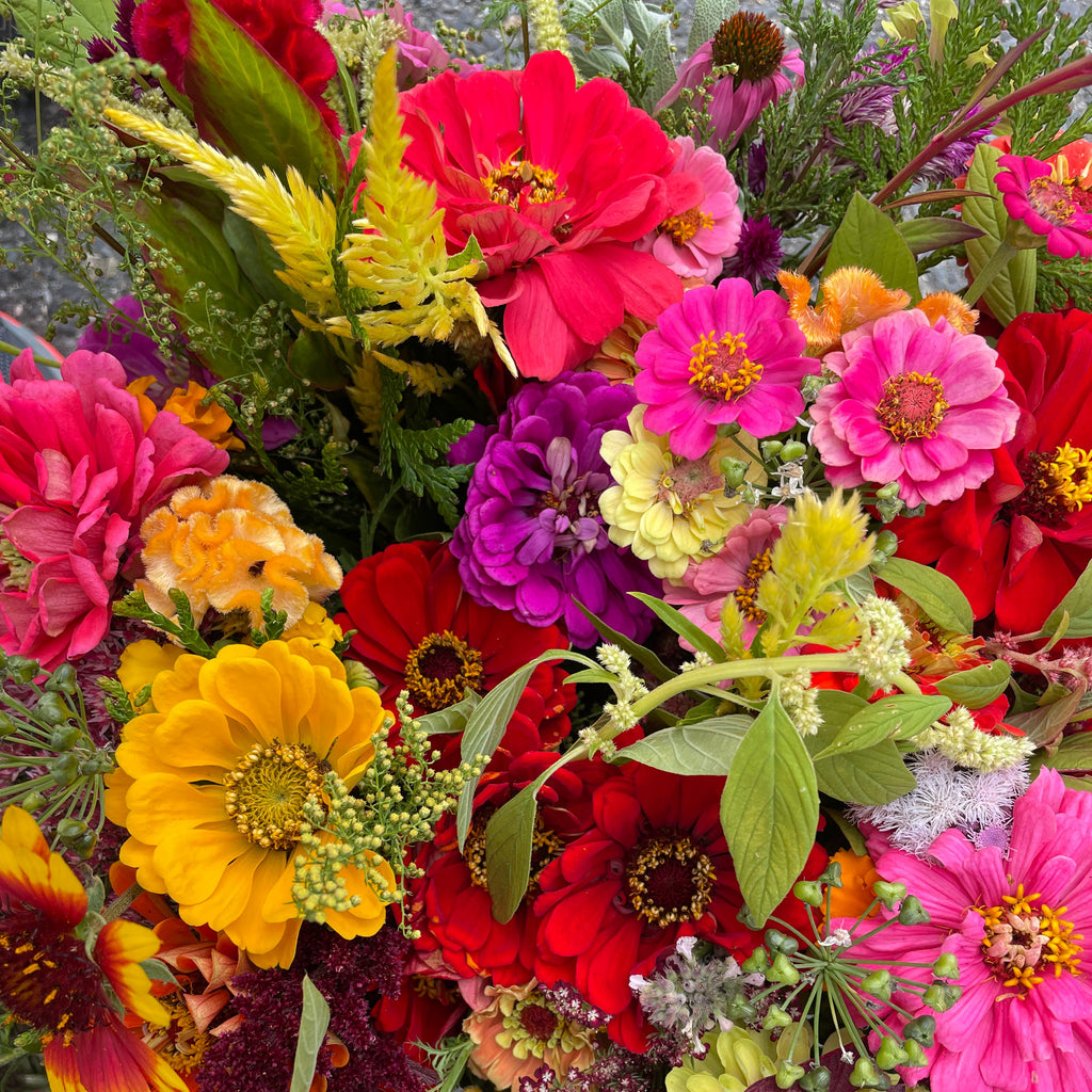 Annual Flowers: Organic Seedlings