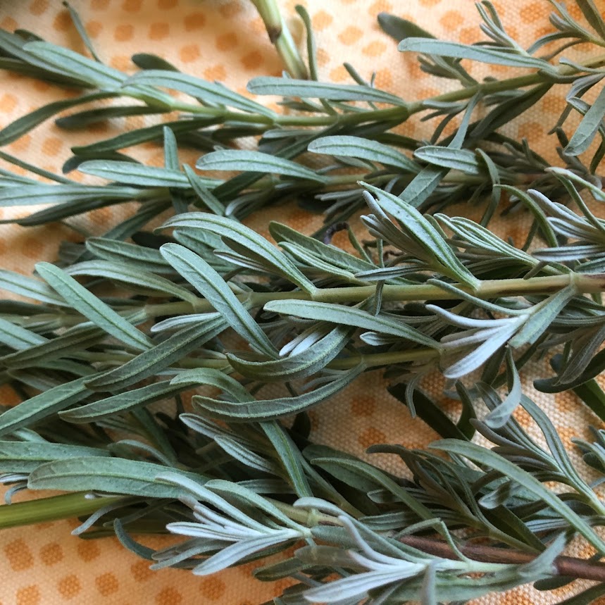 Annual Herbs: Organic Seedlings