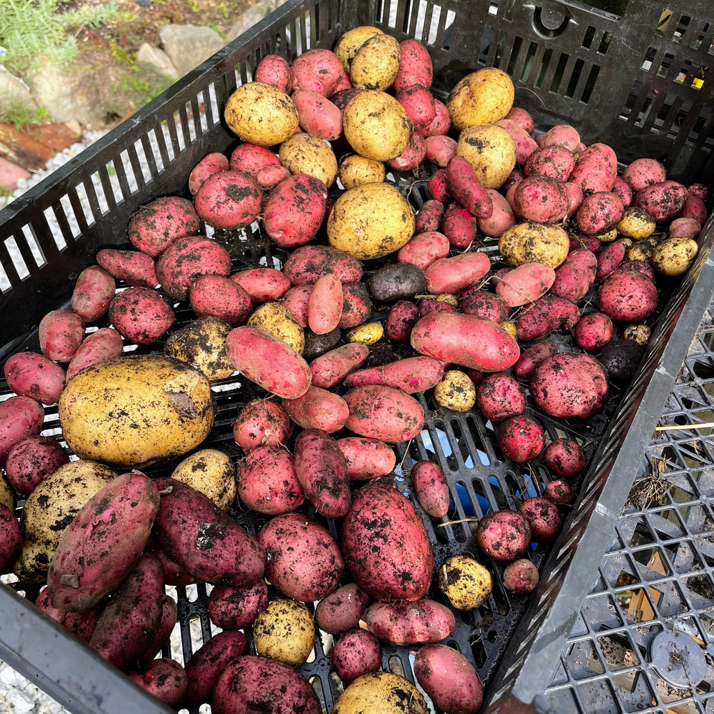 Organic Seed Potatoes